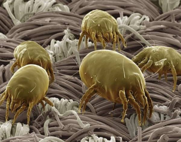 Tungau dan cara membasminya dirumah