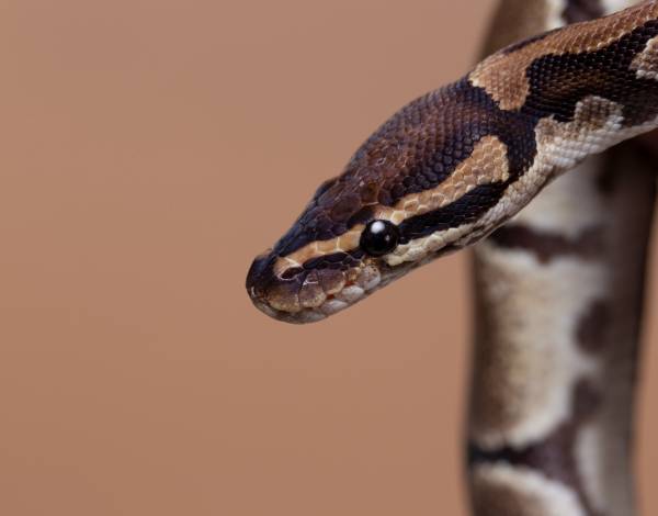 Ular masuk rumah pertanda apa