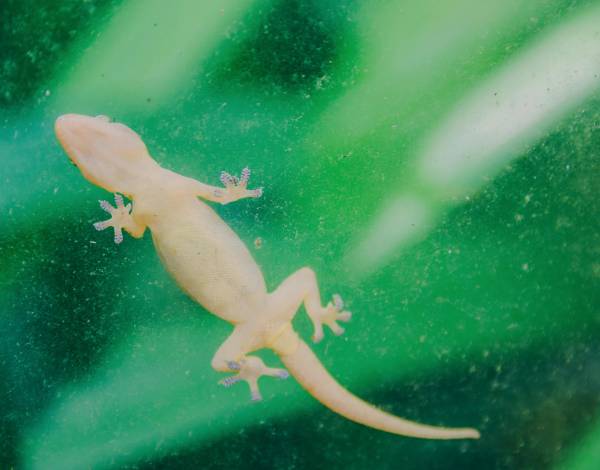 Cara Mengusir Cicak Agar Tidak Kembali ke Rumah